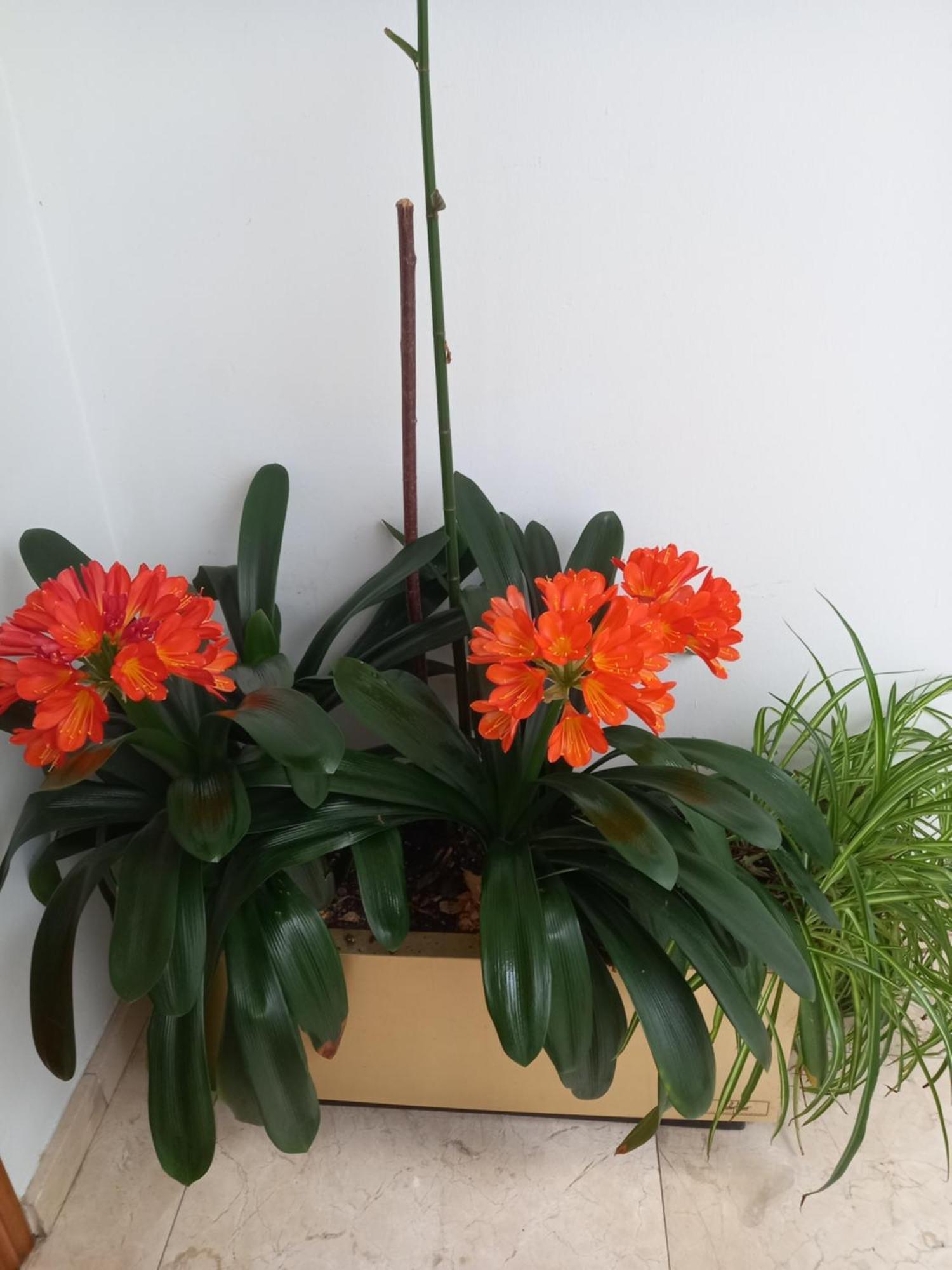 Apartamentos Rurales Llagumelon Villahormes 객실 사진